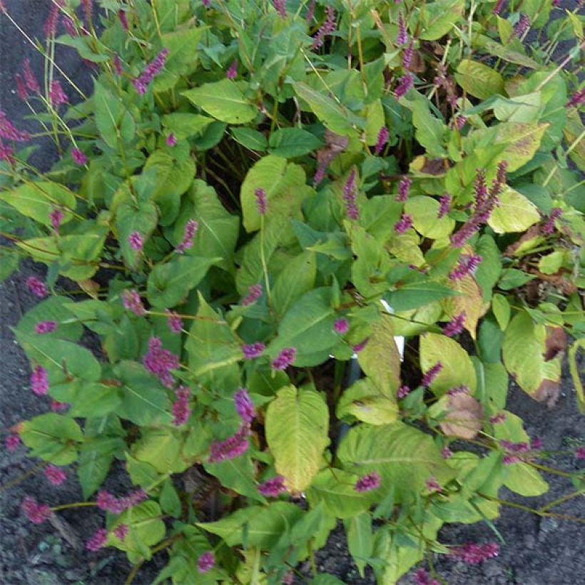 Persicaria amplexicaulis JS Caliente (Follaje)