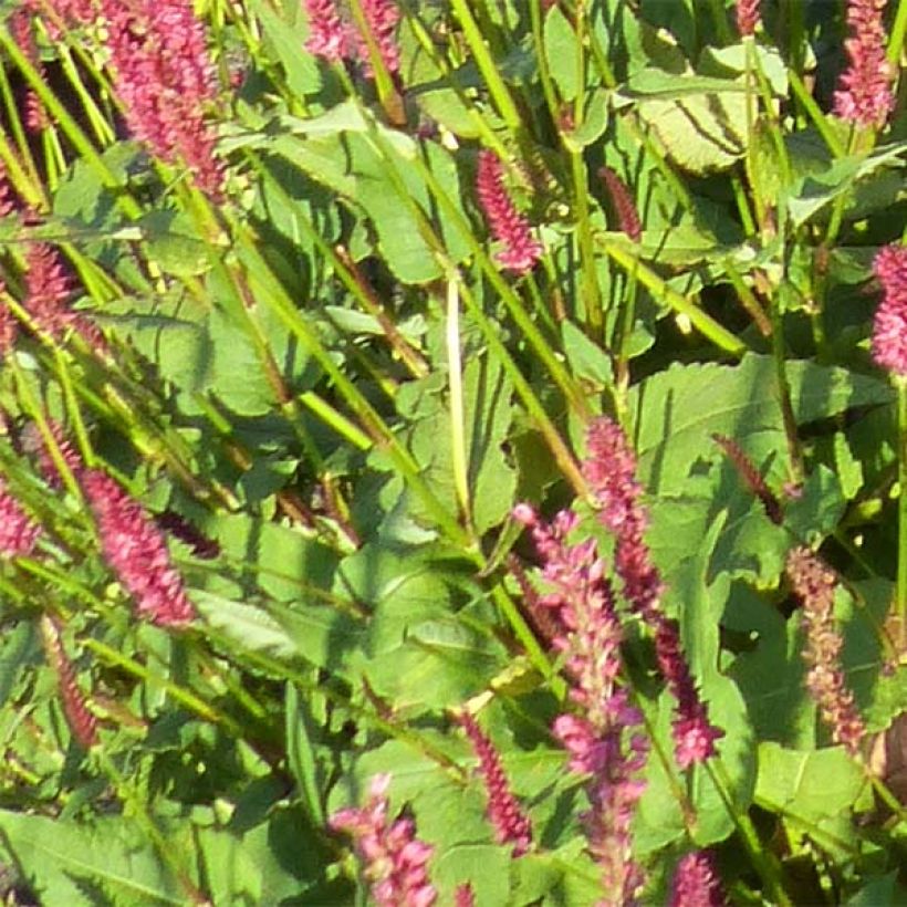 Persicaria amplexicaulis JS Delgado Macho (Follaje)