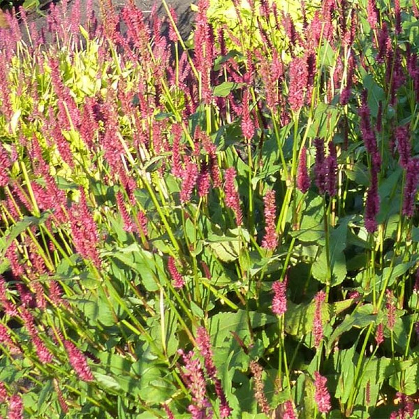 Persicaria amplexicaulis JS Delgado Macho (Floración)