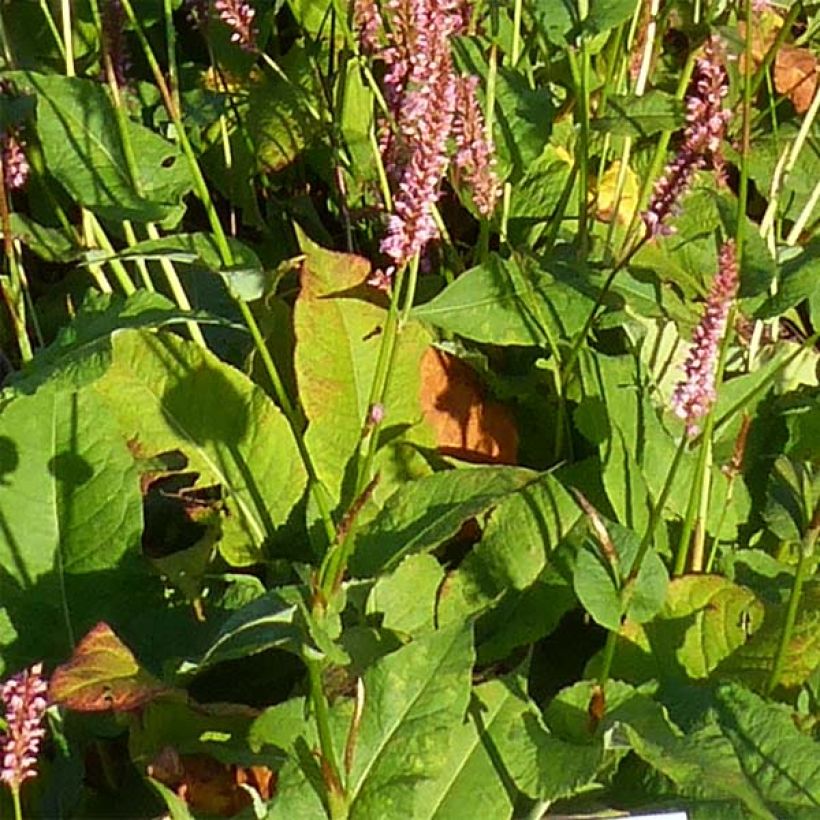 Persicaria amplexicaulis Jo and Guido's Form (Follaje)