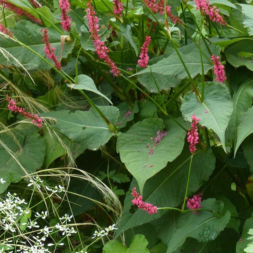 Persicaria amplexicaulis Speciosa (Follaje)