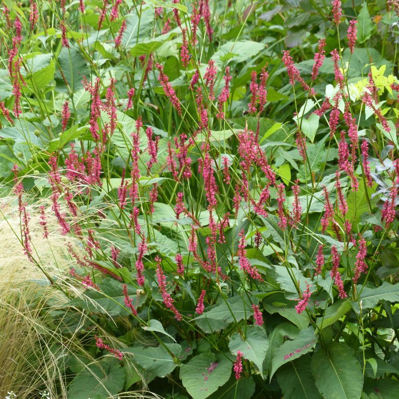 Persicaria amplexicaulis Speciosa (Porte)