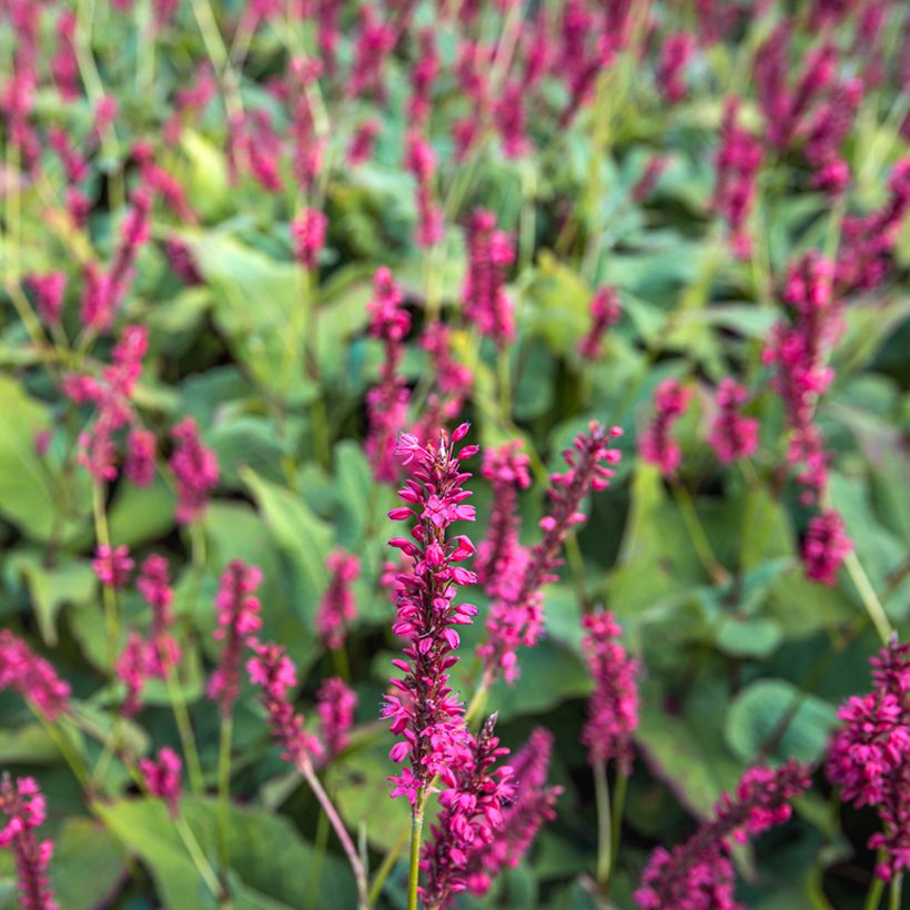 Persicaria amplexicaulis Speciosa (Floración)