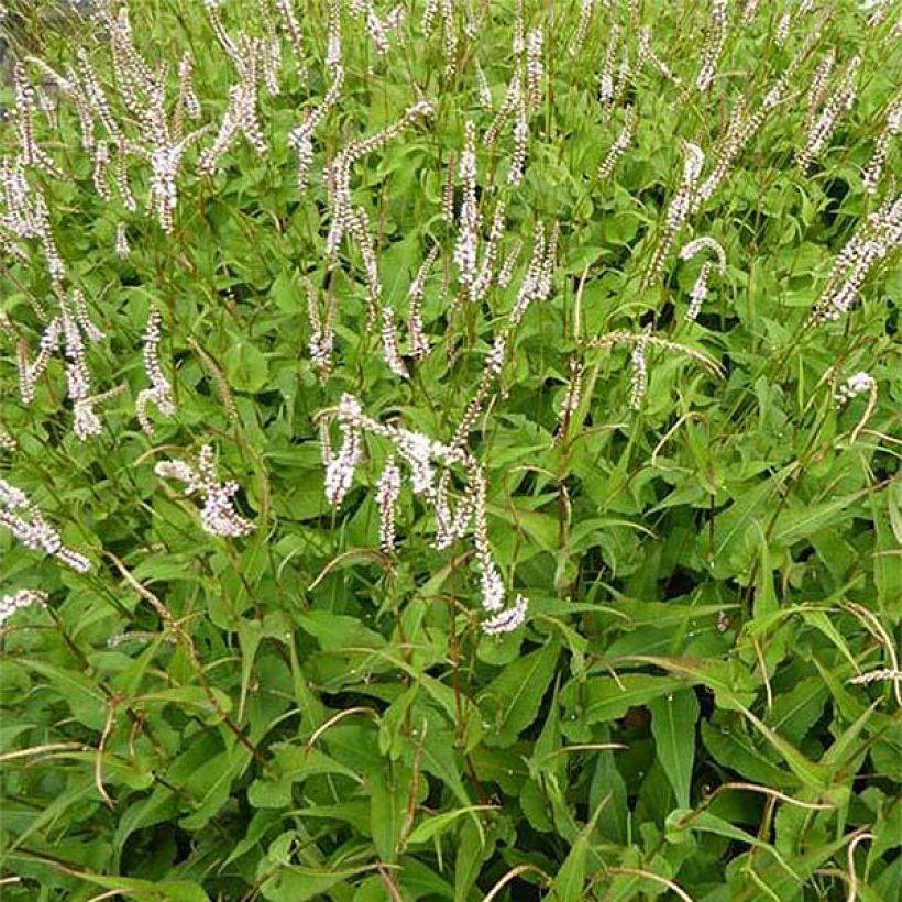 Persicaria amplexicaulis White Eastfield (Floración)