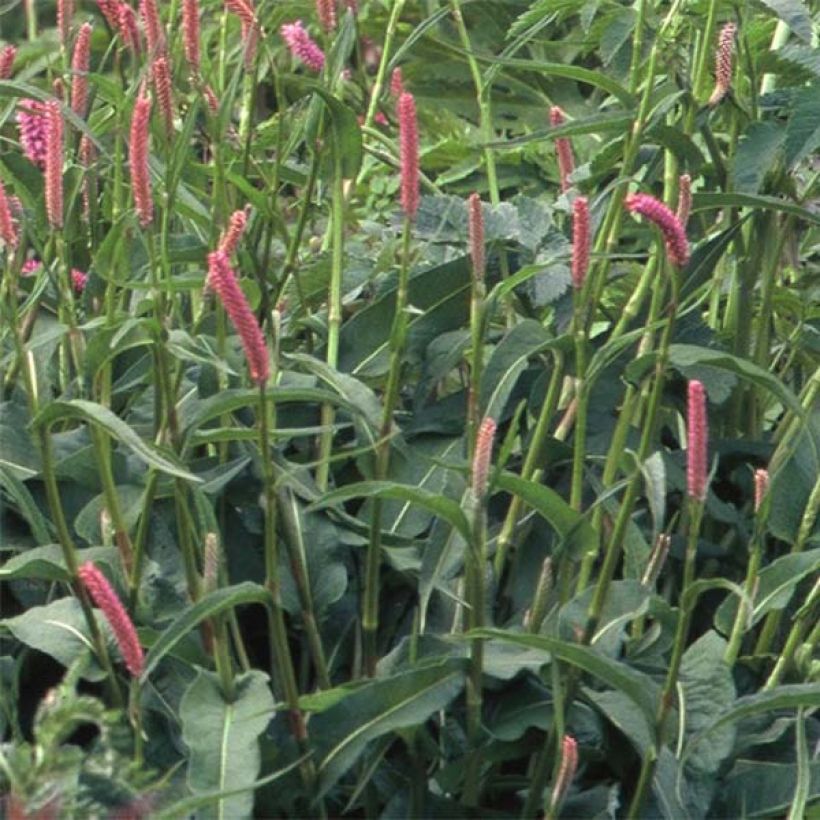 Persicaria bistorta Hohe Tatra (Follaje)