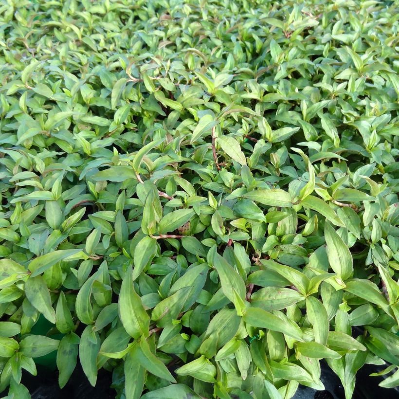 Coriandro de Vietnam - Persicaria odorata (Porte)