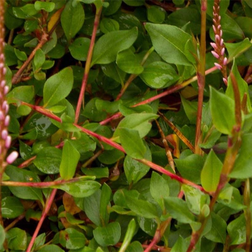 Persicaria vacciniifolia (Follaje)