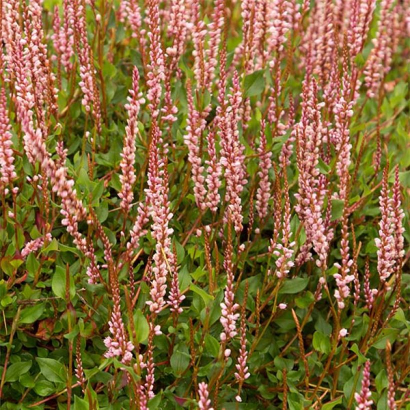 Persicaria vacciniifolia (Floración)