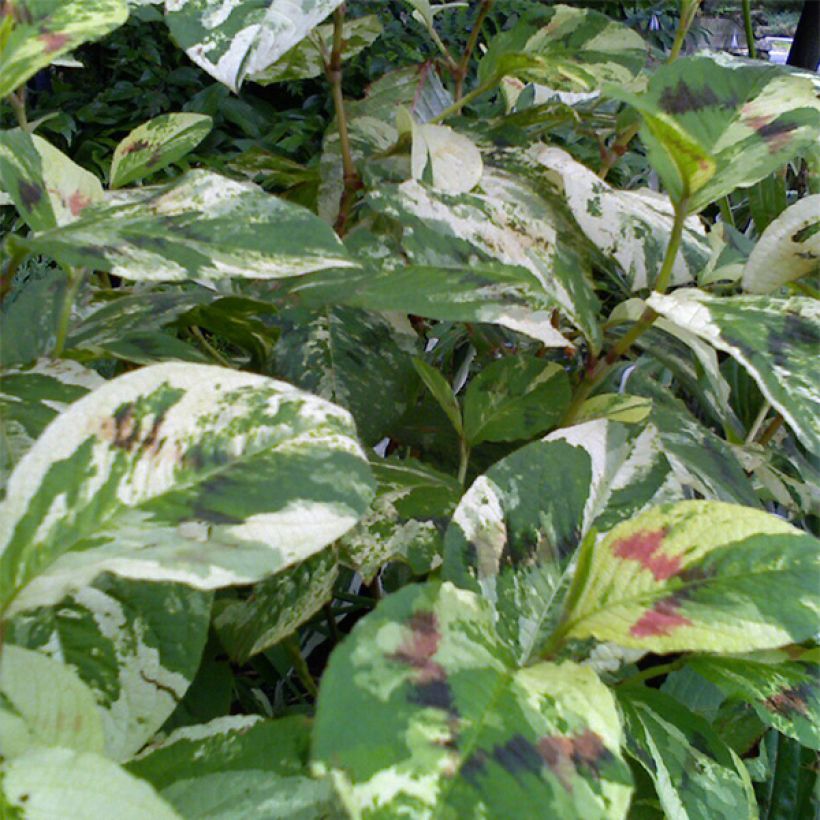 Persicaria virginiana Painter s Palette (Follaje)