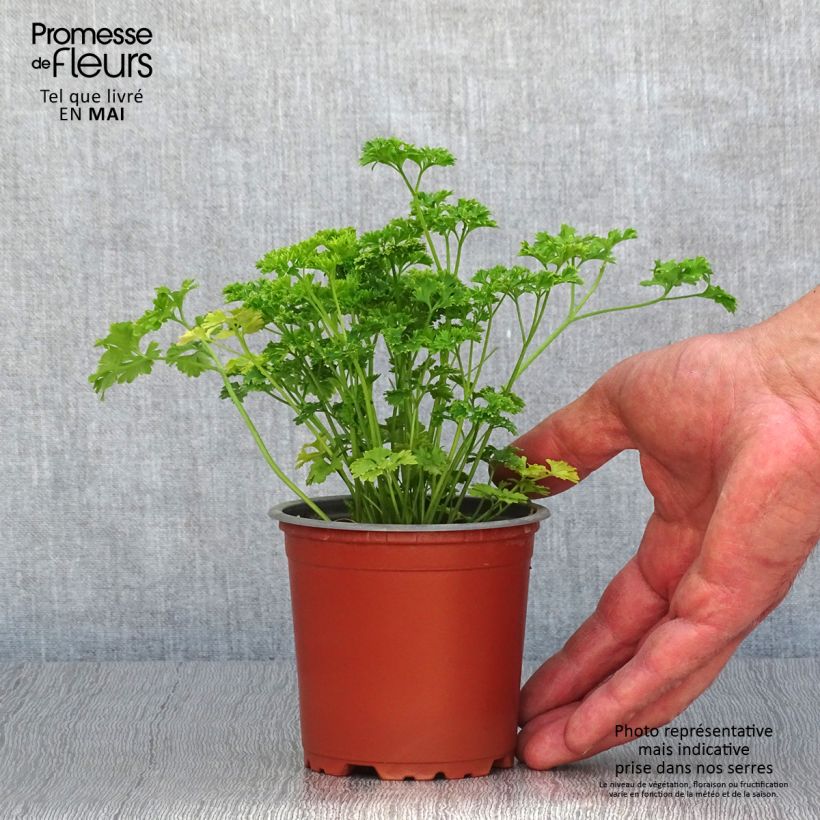 Persil frisé vert foncé en plants Pot de 10/11cm Ejemplar entregado en la primavera