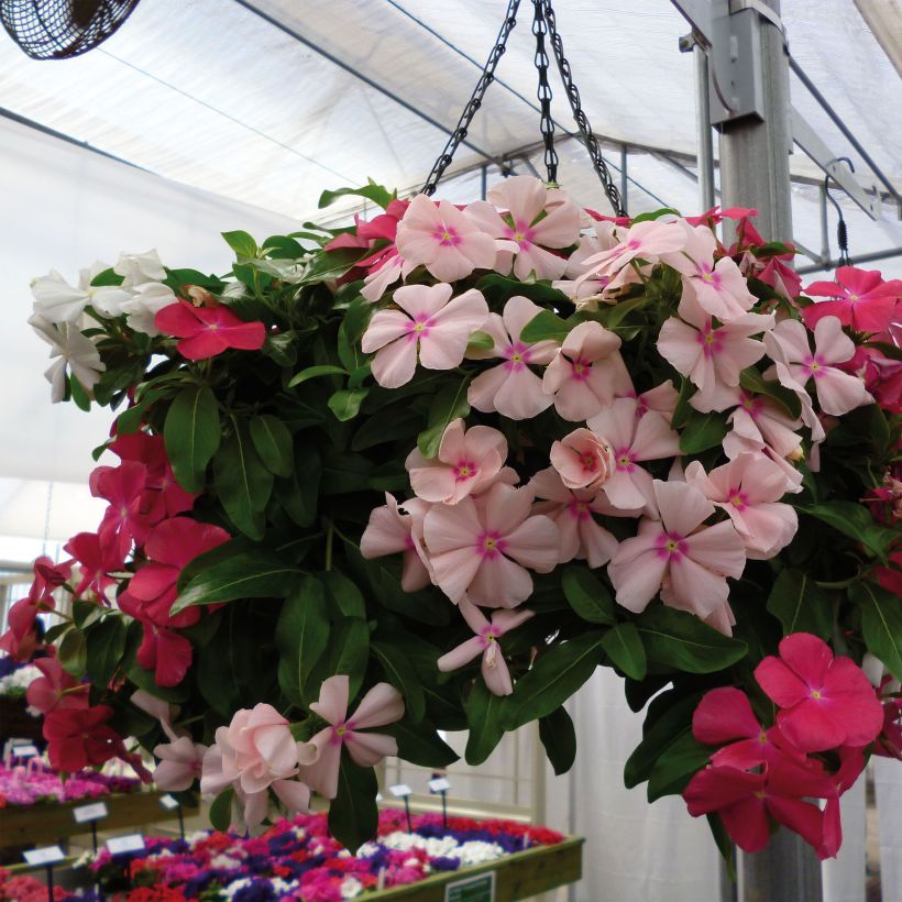 Catharanthus roseus Mediterranean Mix XP - Vinca (Porte)