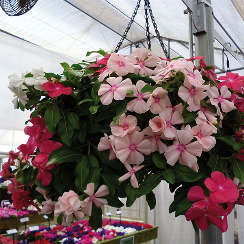 Catharanthus roseus Mediterranean Mix XP - Vinca (Floración)