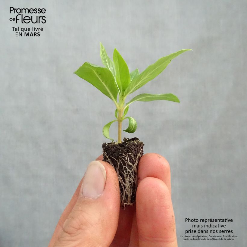 Pervenche de Madagascar Titan F1 Apricot Mini-motte 2,,3 cm Ejemplar entregado en la primavera