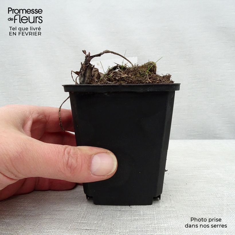 Petasites albus - Pétasite blanc Godet de 9cm Ejemplar entregado en invierno