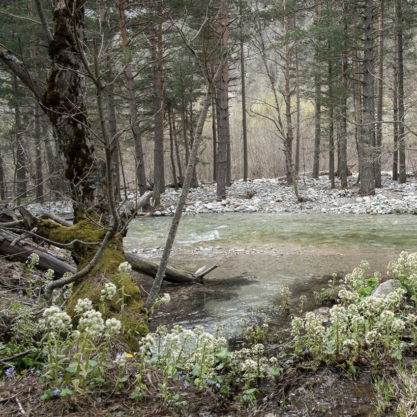 Petasites albus - Butterbur blanco (Porte)