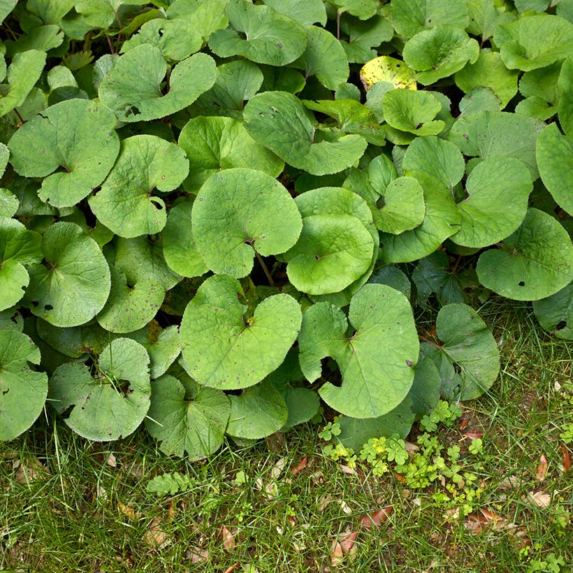 Petasites fragrans (Follaje)