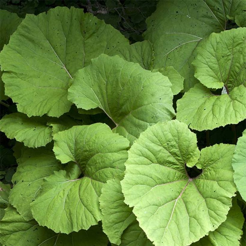 Petasites hybridus (Follaje)