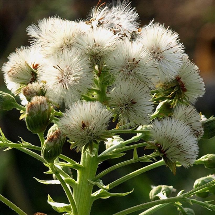 Petasites japonicus Giganteus - Fuki (Floración)