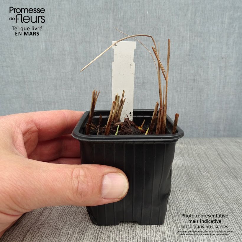 Petite massette - Typha minima Godet de 9cm Ejemplar entregado en invierno