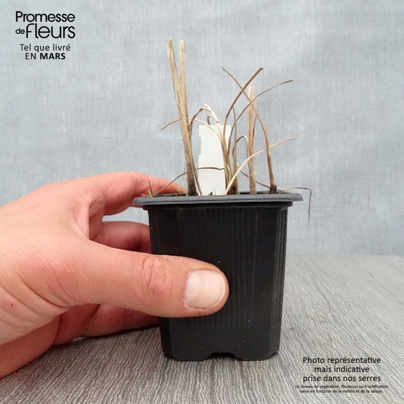 Typha minima - Espadaña en miniatura Maceta de 8/9 cm Ejemplar entregado en la primavera