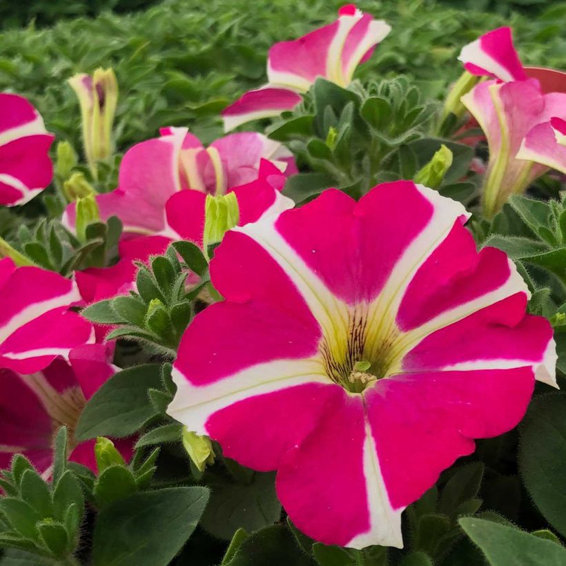 Petunia Amore Pink Hearts (Floración)