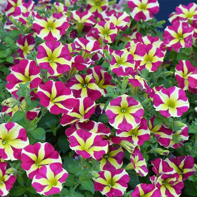 Petunia Amore Queen of Hearts (Floración)