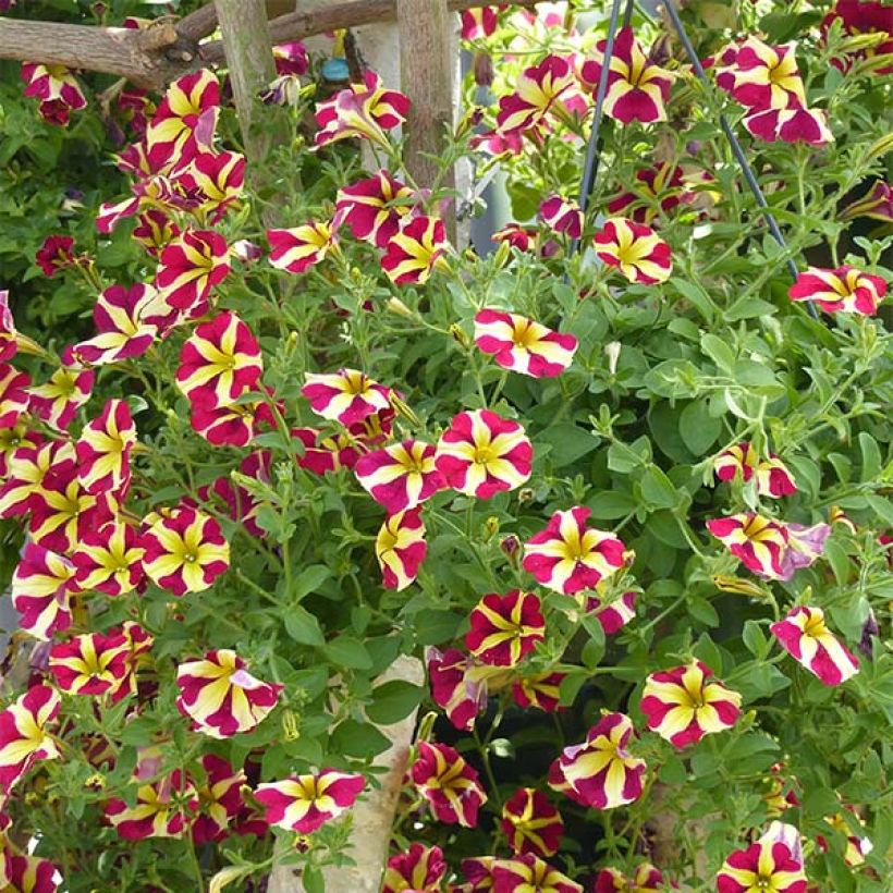 Petunia Amore Queen of Hearts (Porte)