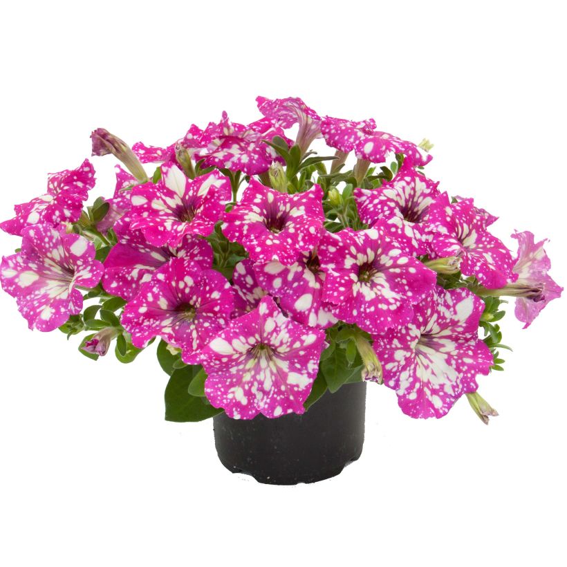 Petunia Royal Sky (Porte)