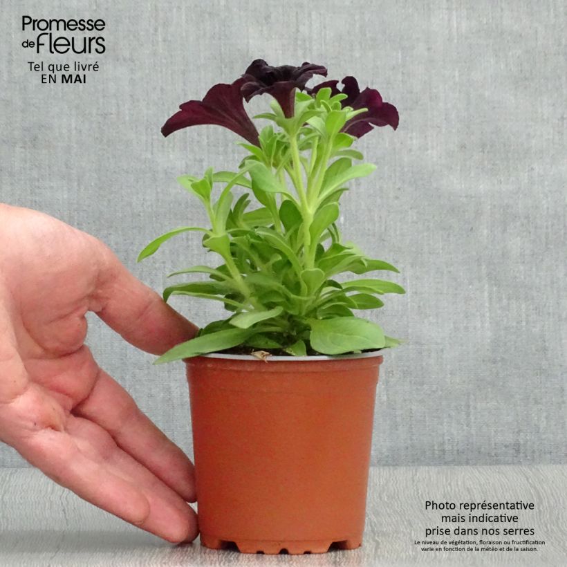 Petunia Black Ray - pot de 10/11cm Ejemplar entregado en la primavera