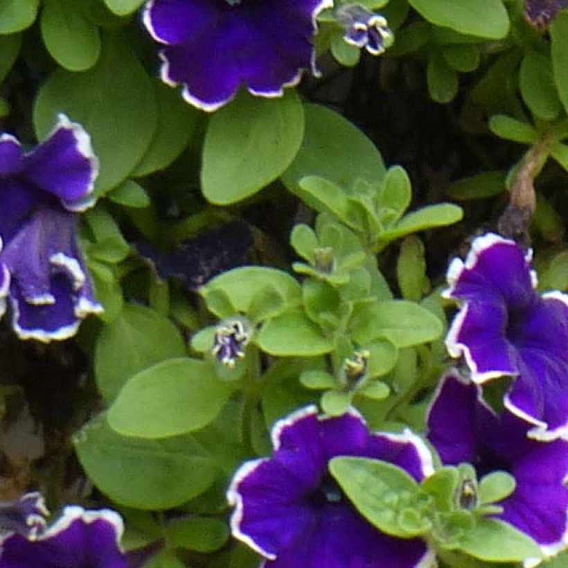 Petunia Picotee Blue (Follaje)