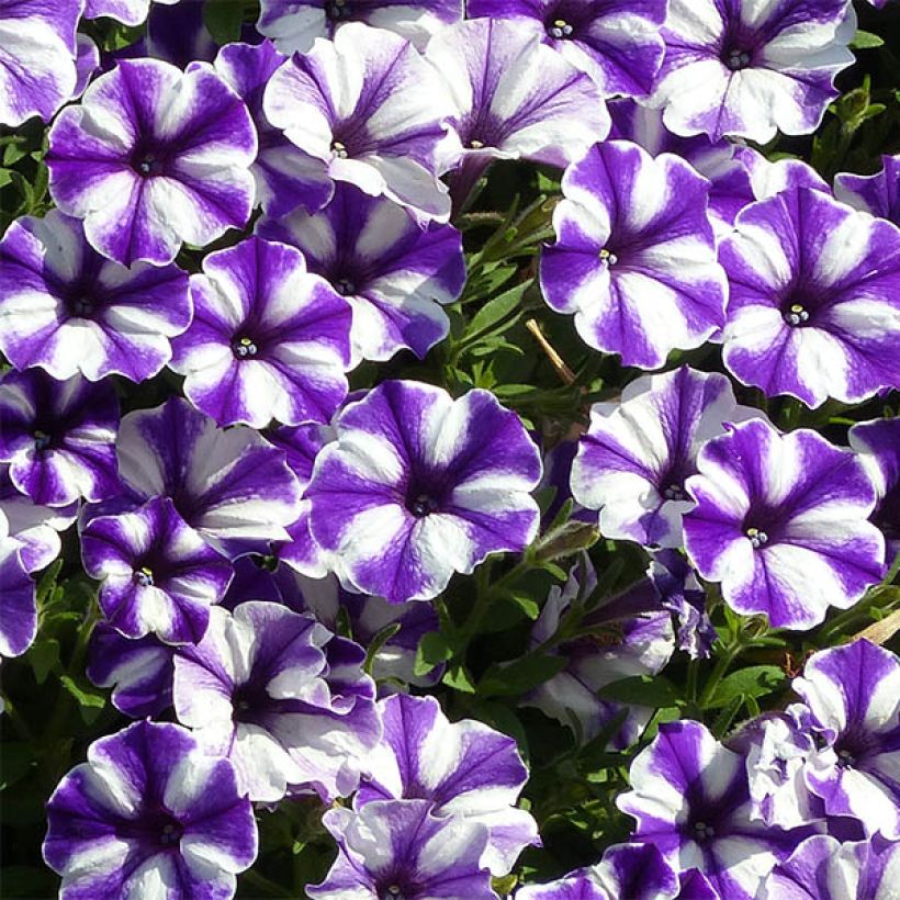 Petunia Bluberry Star (Floración)