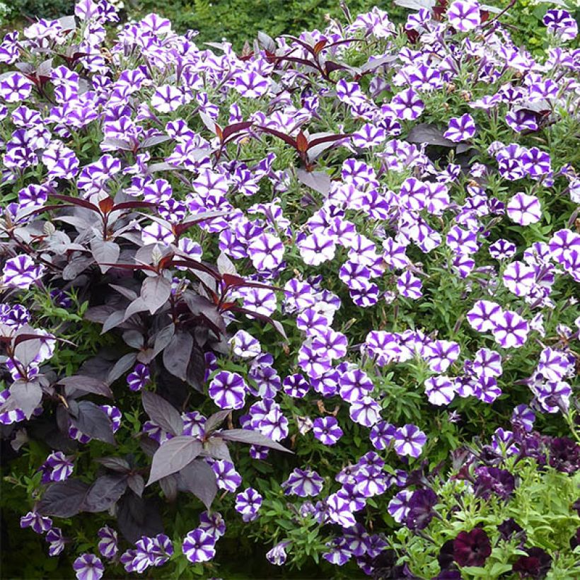 Petunia Bluberry Star (Porte)