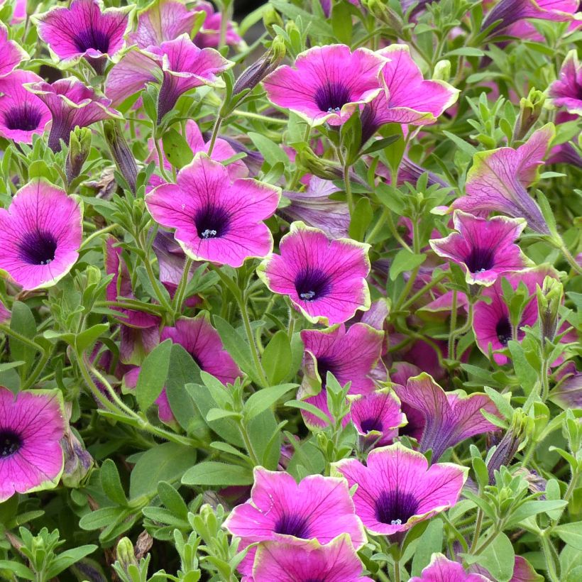 Petunia Designer Buzz Purple (Floración)