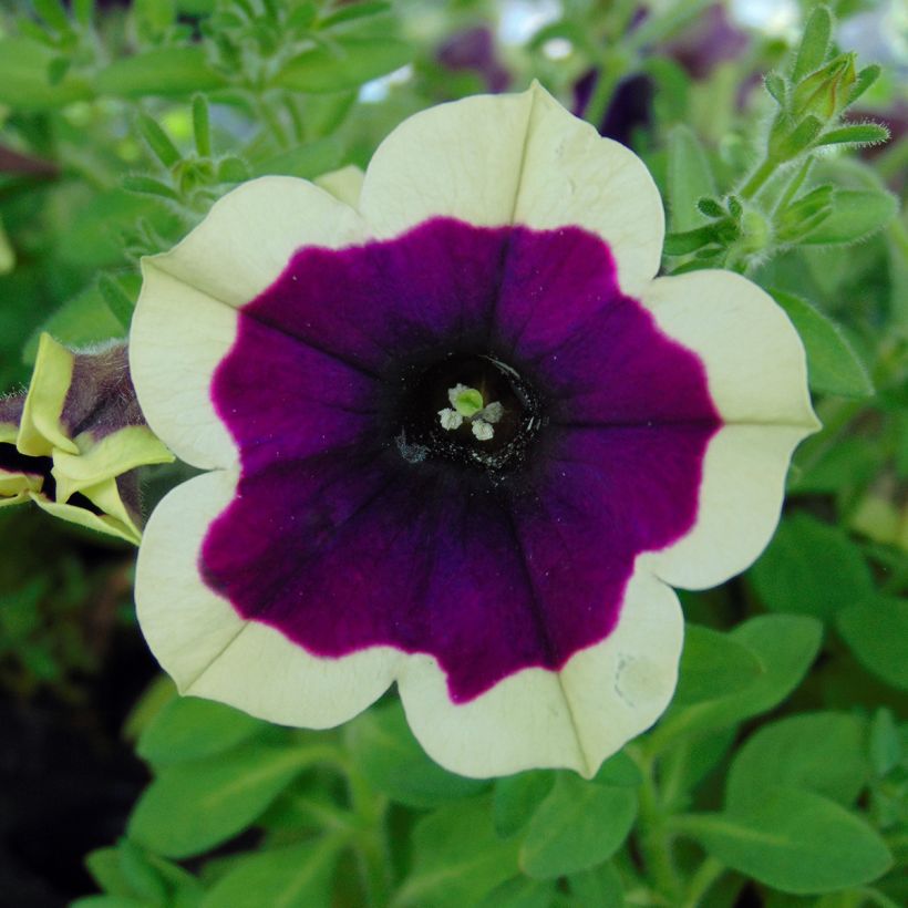 Petunia Cascadias Rim Magenta (Floración)