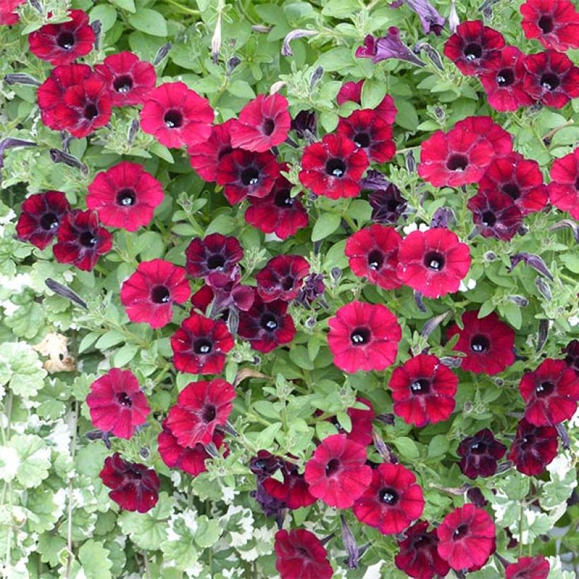 Petunia Chocolina (Floración)