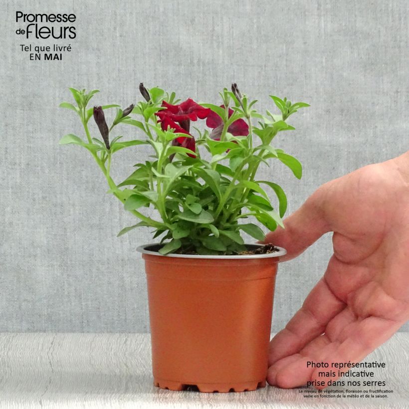 Petunia Chocolina - pot de 10/11cm Ejemplar entregado en la primavera