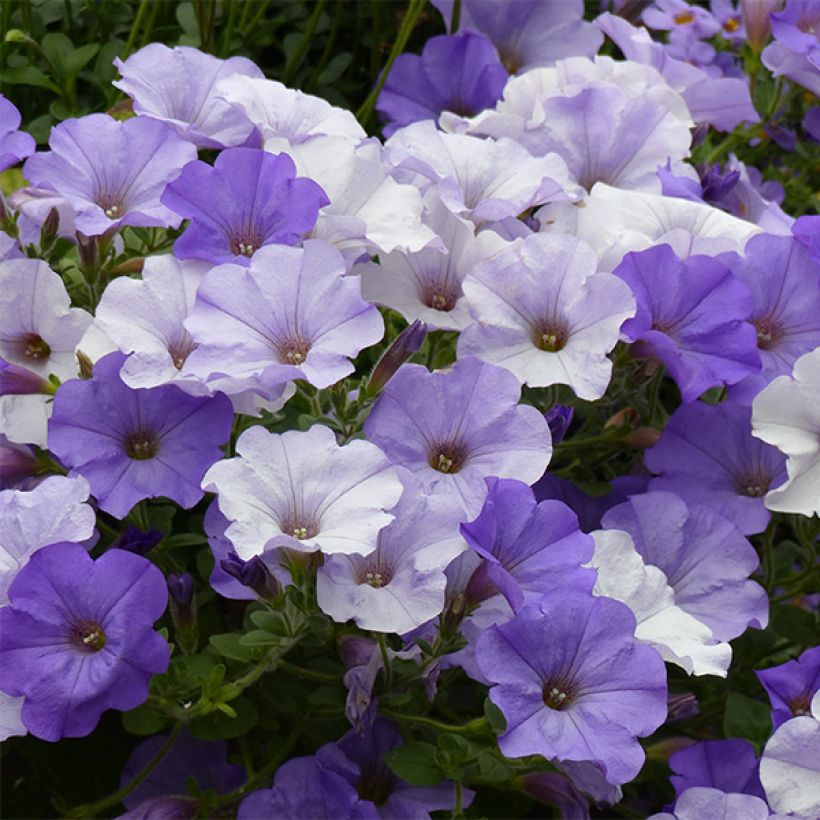 Petunia Conchita Azur (Floración)