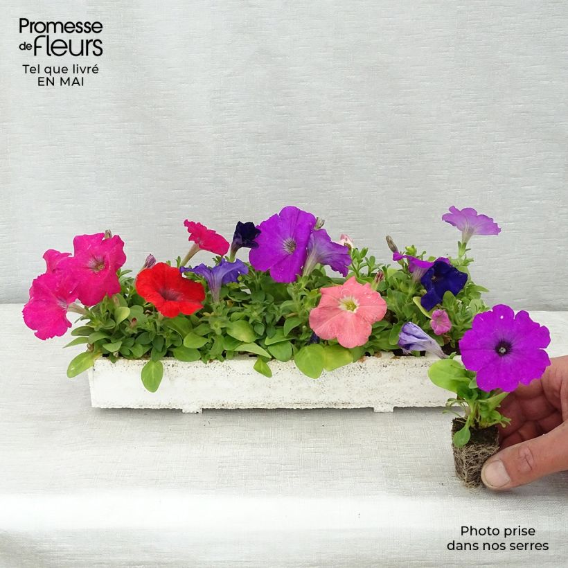 Petunia Mambo en mélange en plaque de 16 plants Ejemplar entregado en la primavera