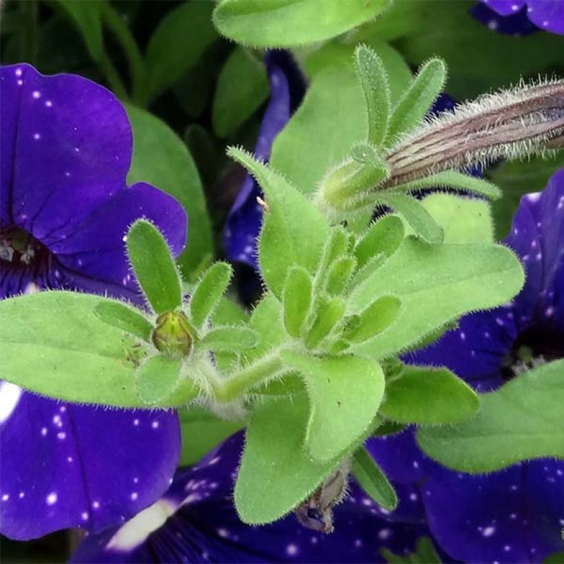 Petunia Night Sky (Follaje)