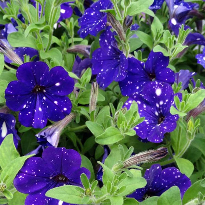 Petunia Night Sky (Floración)