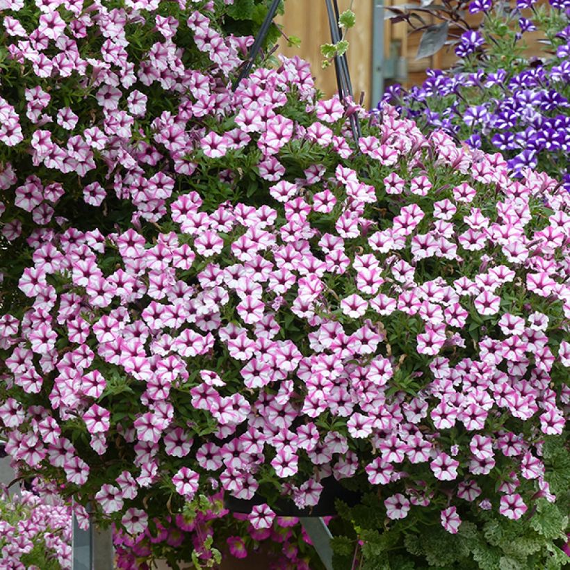 Petunia Pink Star (Floración)