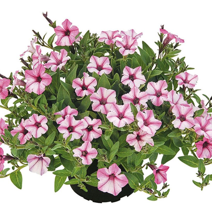 Petunia Pink Star (Porte)