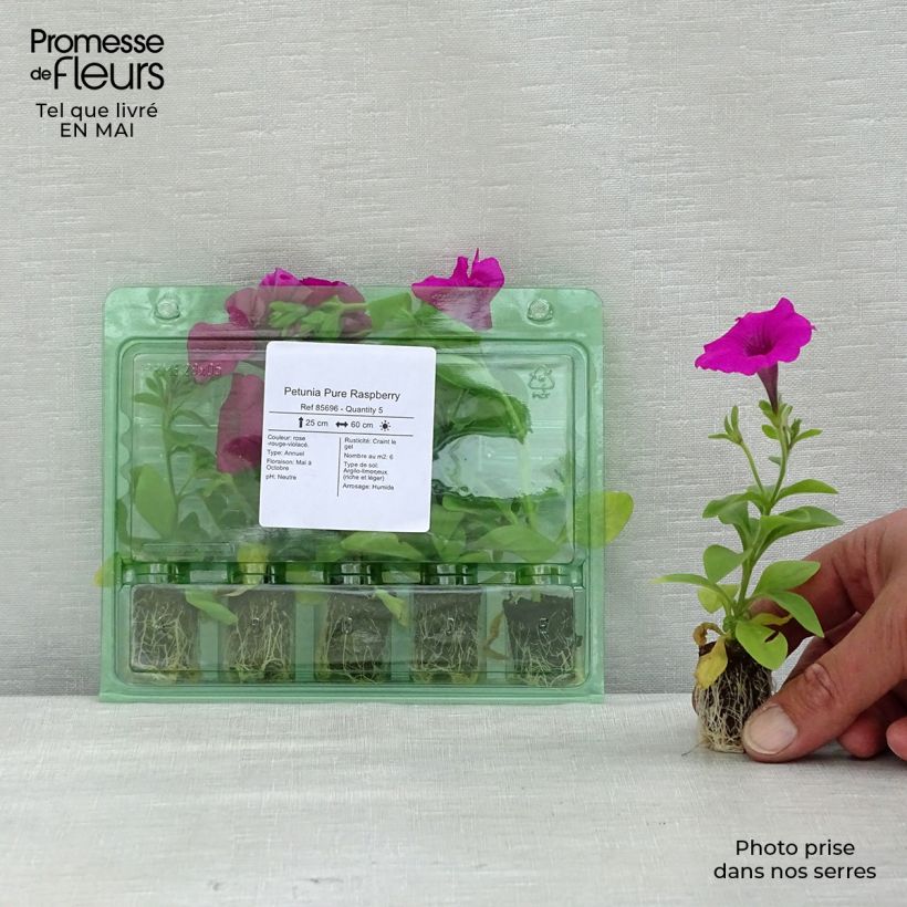 Petunia Pure Raspberry Mini-motte 2,5 cm Ejemplar entregado en la primavera