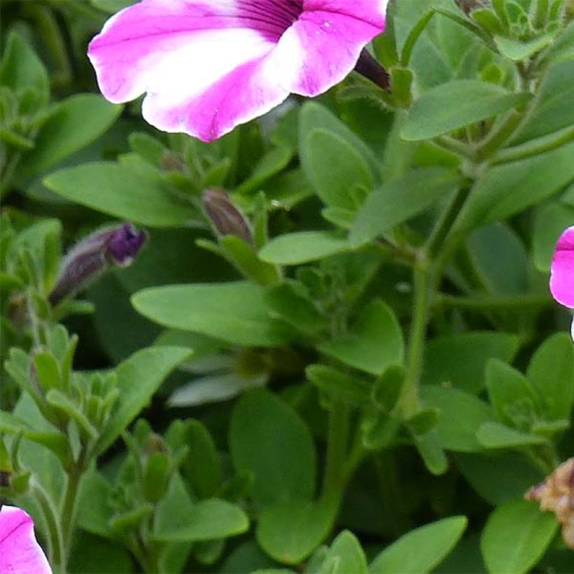 Petunia Raspberry Star (Follaje)