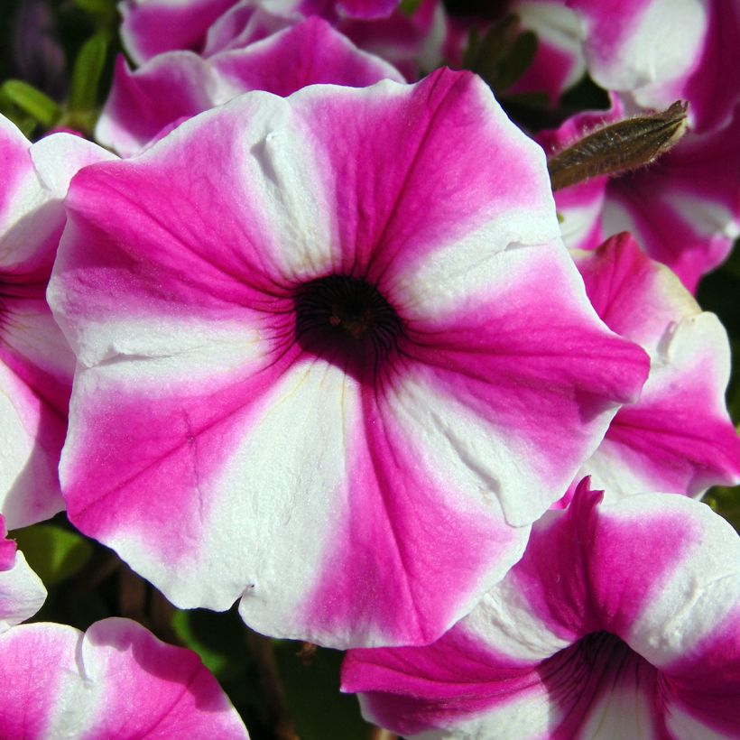 Petunia Raspberry Star (Floración)