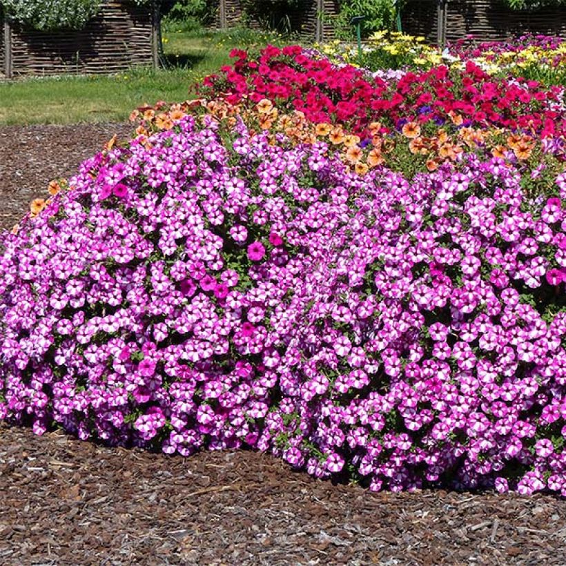 Petunia Raspberry Star (Porte)