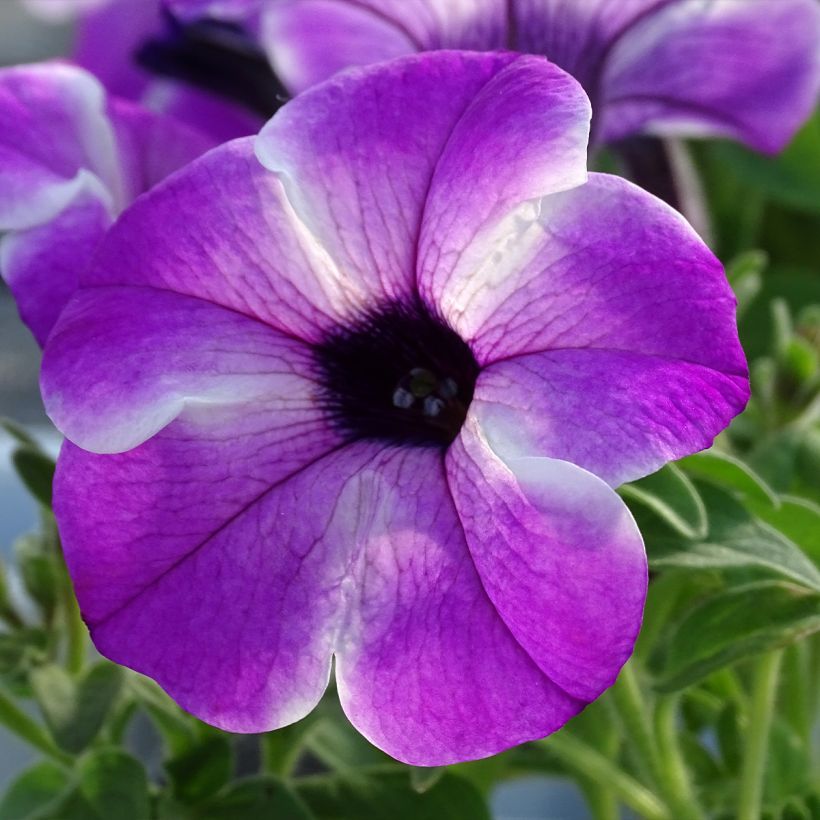 Petunia Red Carpet Orchid Frost (Floración)