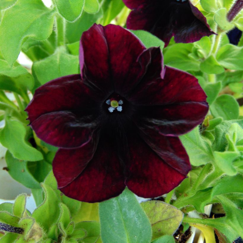 Petunia Sophistica Blackberry (Floración)