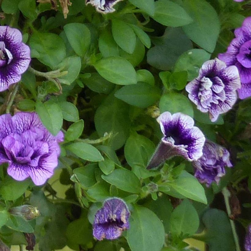 Petunia Sugar Plum (Follaje)