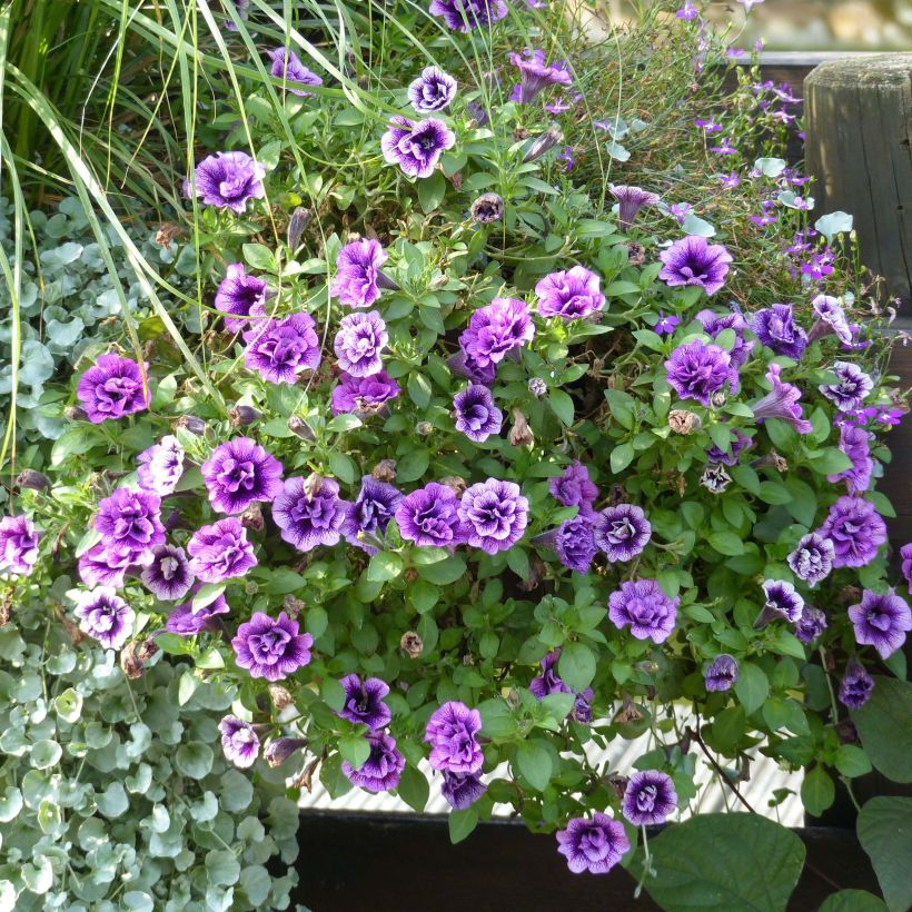 Petunia Sugar Plum (Porte)